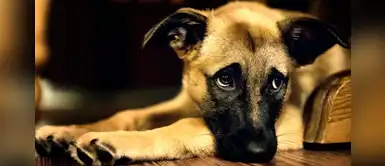 ¿Cómo afecta a los perros la muerte de otra mascota? ¿Cómo afecta a los perros la muerte de otra mascota?