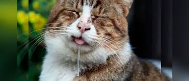 Si tu gato babea es momento de tomar acción ¡Entérate por qué! Si tu gato babea es momento de tomar acción ¡Entérate por qué!