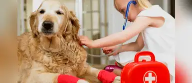 Pasos para hacer un botiquín de primeros auxilios para tu mascota Pasos para hacer un botiquín de primeros auxilios para tu mascota