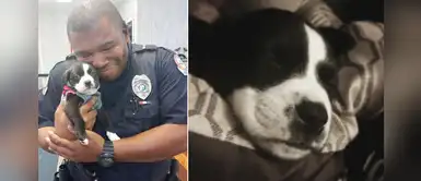 Policía iba a realizar un arresto en albergue y termina adoptando cachorro Policía iba a realizar un arresto en albergue y termina adoptando cachorro