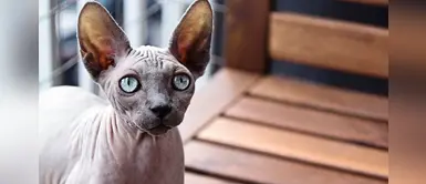 Conoce al gato Kohana o calvo hawaiano Conoce al gato Kohana o calvo hawaiano