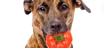 ¿Sabías que es bueno incluir el tomate en la alimentación de tu perro? ¿Sabías que es bueno incluir el tomate en la alimentación de tu perro?
