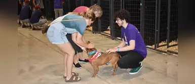 Alrededor de 700 perros y gatos buscan adopción en Houston Alrededor de 700 perros y gatos buscan adopción en Houston
