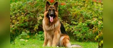 ¿Tu perro sufre de dolores de espalda? Conoce la causa más común ¿Tu perro sufre de dolores de espalda? Conoce la causa más común