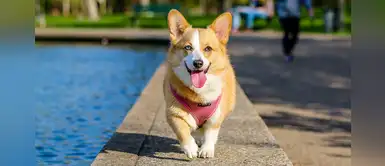 Participa en la “Gran feria animalista” para recaudar fondos en Jesús María Participa en la “Gran feria animalista” para recaudar fondos en Jesús María