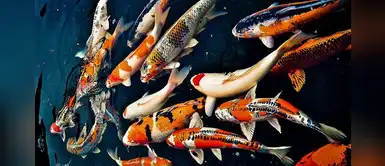 ¿Soñaste con peces? Estos podrían ser los posibles significados ¿Soñaste con peces? Estos podrían ser los posibles significados