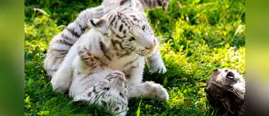 Dos crías de tigre blanco en peligro de extinción nacen en España Dos crías de tigre blanco en peligro de extinción nacen en España