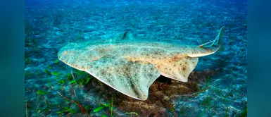 Angelote, el tiburón en peligro de extinción que convive con miles de turistas Angelote, el tiburón en peligro de extinción que convive con miles de turistas