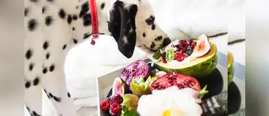 ¿La comida vegana es beneficiosa o perjudicial para los perros y gatos? ¿La comida vegana es beneficiosa o perjudicial para los perros y gatos?