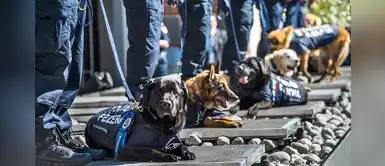 México: se jubilan 28 perros oficiales y esperan ser adoptados México: se jubilan 28 perros oficiales y esperan ser adoptados