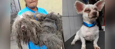 Perrito albino quedó irreconocible luego de ser rescatado en el Callao Perrito albino quedó irreconocible luego de ser rescatado en el Callao