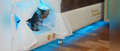 Esta cama es perfecta para que tu mascota duerma contigo Esta cama es perfecta para que tu mascota duerma contigo