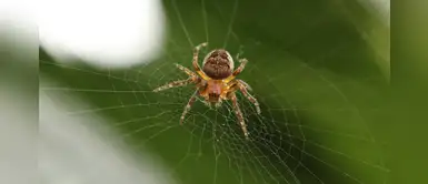 Cuatro nuevas especies de arañas en la sierra de España Cuatro nuevas especies de arañas en la sierra de España