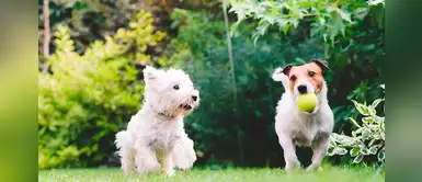 ¿Cómo hacer para que mi perro me entregue la pelota? Te enseñamos ¿Cómo hacer para que mi perro me entregue la pelota? Te enseñamos