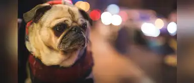 ¿Cómo reaccionan las mascotas frente a un eclipse solar? Te explicamos ¿Cómo reaccionan las mascotas frente a un eclipse solar? Te explicamos