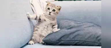 ¿Cómo desaparecer las garrapatas de los gatos? Sigue estos consejos ¿Cómo desaparecer las garrapatas de los gatos? Sigue estos consejos