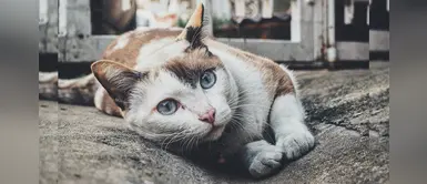 EE.UU: Departamento de Agricultura no usará gatos en estudios científicos EE.UU: Departamento de Agricultura no usará gatos en estudios científicos