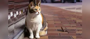 Chip obligatorio para todos los gatos rescatados en Portugal Chip obligatorio para todos los gatos rescatados en Portugal