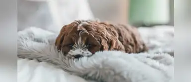 La manta pesada que ayuda a controlar la ansiedad en los perros La manta pesada que ayuda a controlar la ansiedad en los perros