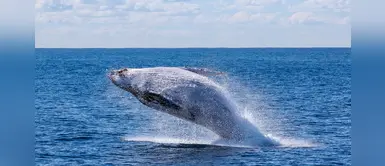 Japón reanuda su controvertida caza comercial de ballenas después de 31 años Japón reanuda su controvertida caza comercial de ballenas después de 31 años