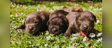 Reino Unido aprueba ley que prohíbe criaderos de gatos y perros Reino Unido aprueba ley que prohíbe criaderos de gatos y perros