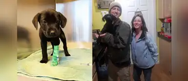 Perrito sordo aprendió lenguaje de señas para jugar con su dueño Perrito sordo aprendió lenguaje de señas para jugar con su dueño