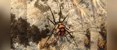 Cinco nuevas especies de araña descubiertas en Australia Cinco nuevas especies de araña descubiertas en Australia