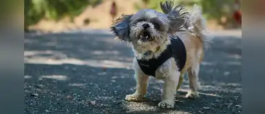 ¿Los perros pueden oír su nombre en lugares con mucho ruido? ¿Los perros pueden oír su nombre en lugares con mucho ruido?