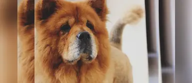 Todo lo que debes saber sobre la crianza de los perros Chow Chow Todo lo que debes saber sobre la crianza de los perros Chow Chow