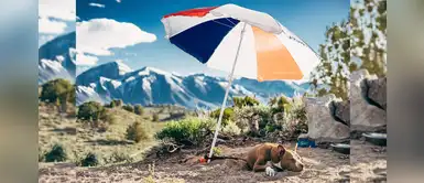 Estados Unidos: Consejos para cuidar de tu perro en altas temperaturas Estados Unidos: Consejos para cuidar de tu perro en altas temperaturas