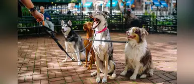 ¡Atenta! Conoce las consecuencias al jalar la correa en los perros ¡Atenta! Conoce las consecuencias al jalar la correa en los perros