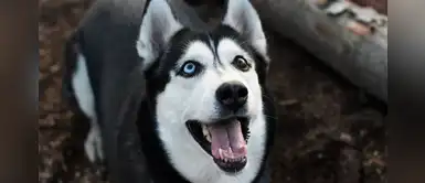 7 productos que te ayudarán a entretener a tu perro al aire libre 7 productos que te ayudarán a entretener a tu perro al aire libre