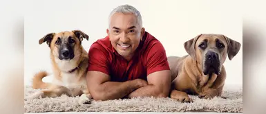 César Millán: Los mejores perros de compañía son los callejeros César Millán: Los mejores perros de compañía son los callejeros