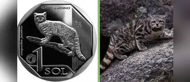 BCRP: el Gato Andino es la nueva imagen de la moneda de 1 sol BCRP: el Gato Andino es la nueva imagen de la moneda de 1 sol