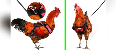 Amazon vende arnés para sacar de paseo a las gallinas Amazon vende arnés para sacar de paseo a las gallinas