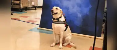 Un perro de asistencia es incluido en álbum escolar y enternece en Twitter Un perro de asistencia es incluido en álbum escolar y enternece en Twitter