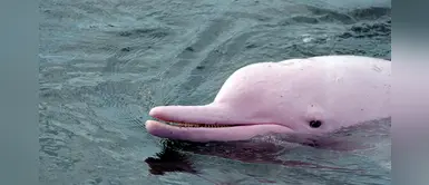 El delfín rosado está en la lista de animales en peligro de extinción, según la UICN El delfín rosado está en la lista de animales en peligro de extinción, según la UICN