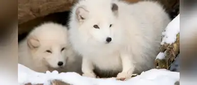 Caminata récord de un zorro ártico: 3.500 km desde Noruega hasta Canadá Caminata récord de un zorro ártico: 3.500 km desde Noruega hasta Canadá