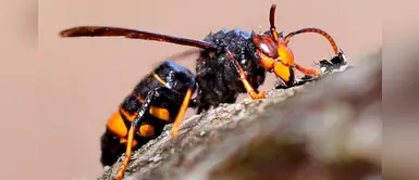 Investigadores europeos dispuestos a “cortar las alas” a la Vespa velutina Investigadores europeos dispuestos a “cortar las alas” a la Vespa velutina