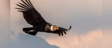 Festejarán el Día Nacional del Cóndor en el Parque de las Leyendas Festejarán el Día Nacional del Cóndor en el Parque de las Leyendas