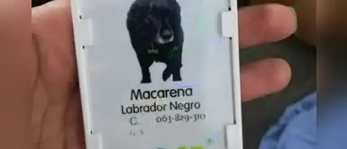Conoce la historia de la primera can contratada por una entidad pública Conoce la historia de la primera can contratada por una entidad pública