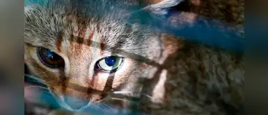 Gato-zorro: Una nueva especie sorprende a científicos en Francia Gato-zorro: Una nueva especie sorprende a científicos en Francia