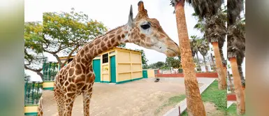 Colocan calefacción y más comida para los animales en el Parque de las Leyendas Colocan calefacción y más comida para los animales en el Parque de las Leyendas