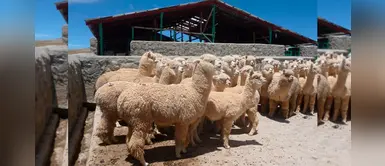 Minagri construye cobertizos para proteger a alpacas del frío en Apurímac Minagri construye cobertizos para proteger a alpacas del frío en Apurímac