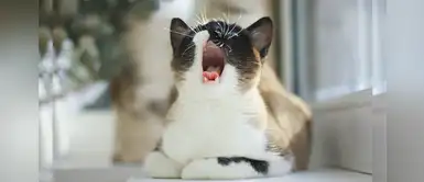 ¿Conoces los significados de maullidos de tu gato? Te decimos ¿Conoces los significados de maullidos de tu gato? Te decimos