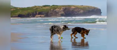 EE.UU: si tu perro se mete a nadar en el mar, cuidado con las algas verdeazuladas EE.UU: si tu perro se mete a nadar en el mar, cuidado con las algas verdeazuladas