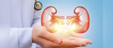 5 alimentos que ayudan a mantener tus riñones saludables 5 alimentos que ayudan a mantener tus riñones saludables