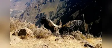 Dejan en libertad a un cóndor andino tras un año de recuperación en Arequipa Dejan en libertad a un cóndor andino tras un año de recuperación en Arequipa