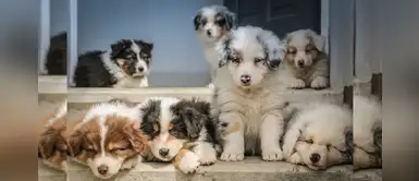 China: famosos se pronuncian contra el maltrato animal en “Festival de Yulin” China: famosos se pronuncian contra el maltrato animal en “Festival de Yulin”