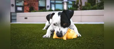 ¿Cómo prevenir las alergias en mis perros? Sigue estos consejos ¿Cómo prevenir las alergias en mis perros? Sigue estos consejos